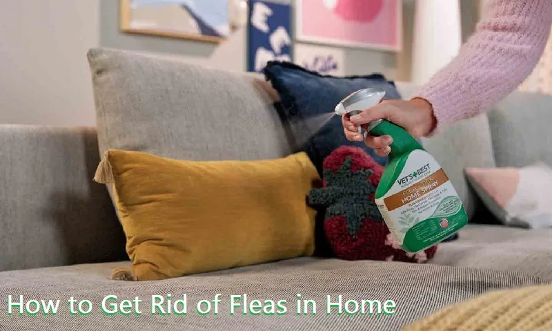 How to Get Rid of Fleas in Home